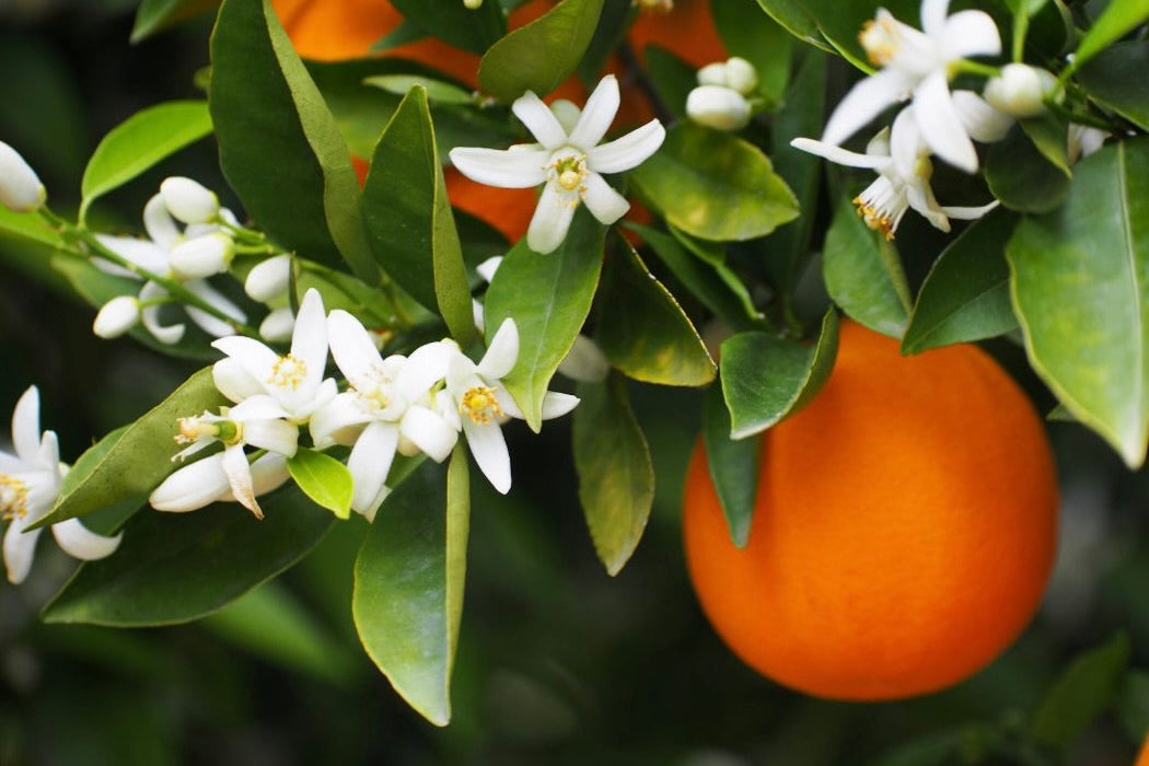 Orange and blossoms representing Amalfi Neroli Breeze scent