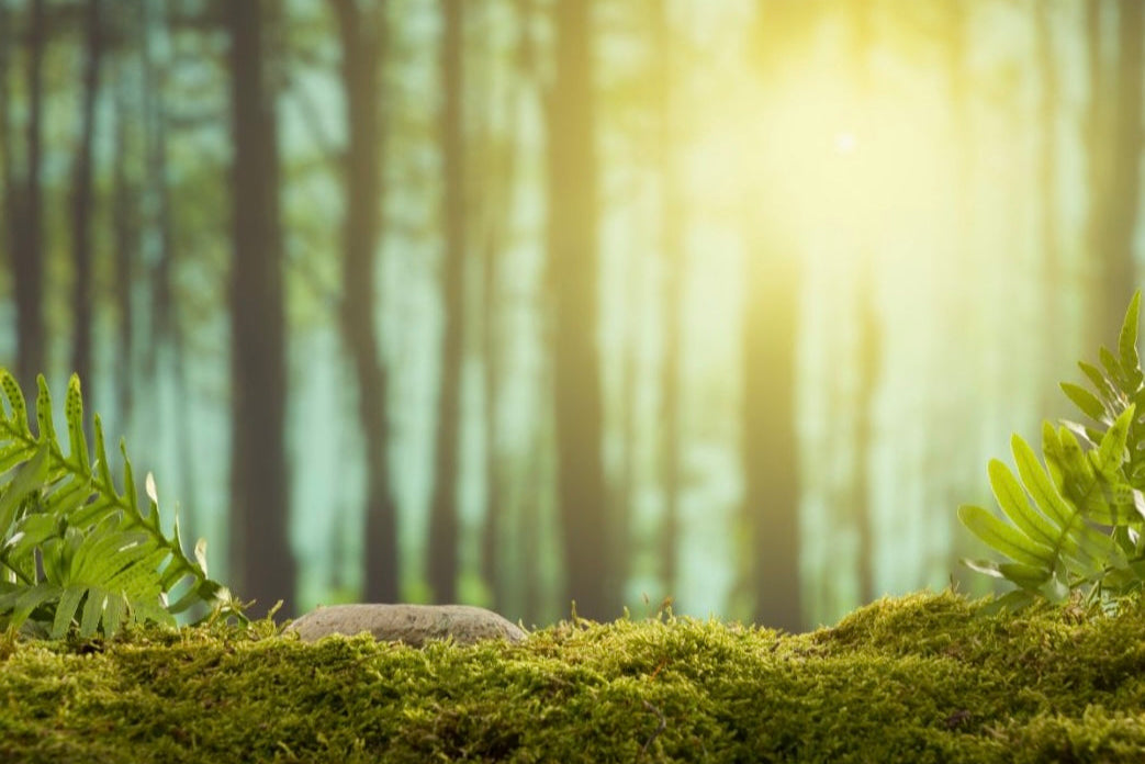 Mossy rock with blurred trees in background representing Hexaglow Oakmoss & Amber Grove candle scent