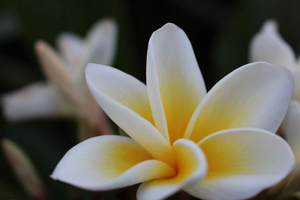 Plumeria flower representing Hexaglow Plumeria Whisper candle scent