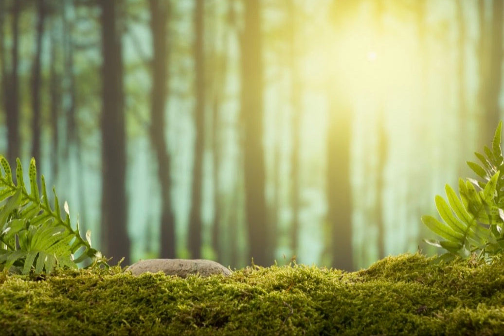 Mossy rock with blurred trees in background representing Oakmoss & Amber Grove scent