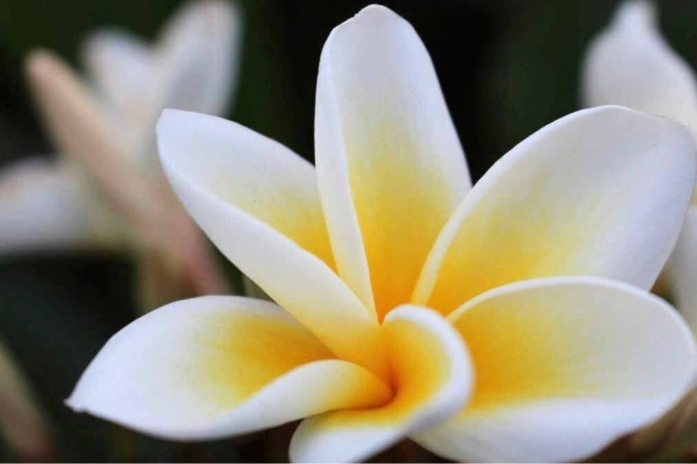 Plumeria flower representing Plumeria Whisper scent