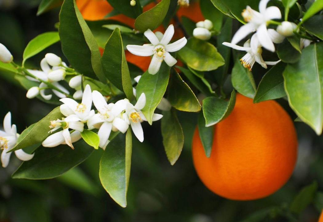 Orange and blossoms representing Silverscape Amalfi Neroli Breeze candle scent