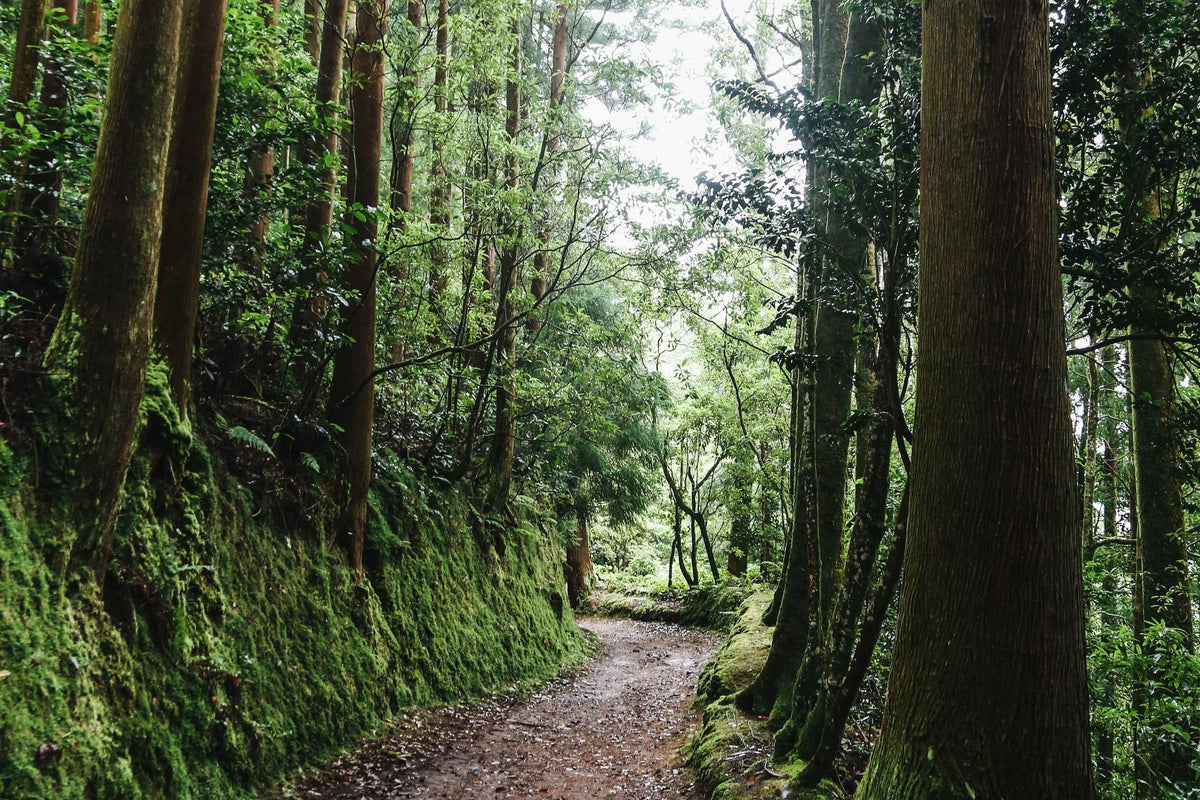 A narrow dirt path winds through a dense, mossy forest with tall trees on both sides.